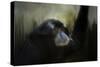 Resting Siamang Ape-Jai Johnson-Stretched Canvas