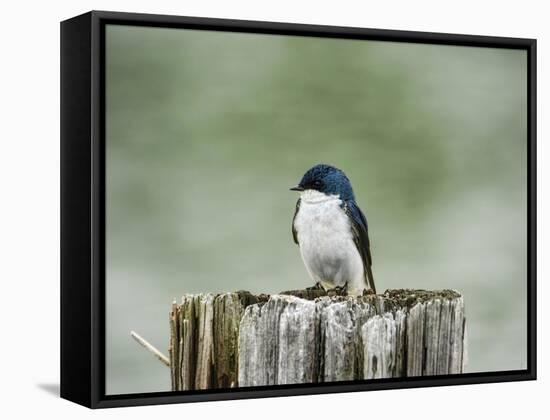 Resting Swallow-Jai Johnson-Framed Stretched Canvas