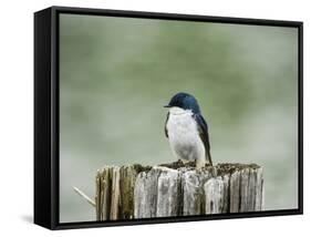 Resting Swallow-Jai Johnson-Framed Stretched Canvas