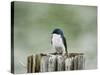 Resting Swallow-Jai Johnson-Stretched Canvas