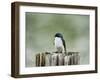 Resting Swallow-Jai Johnson-Framed Giclee Print