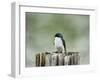 Resting Swallow-Jai Johnson-Framed Giclee Print