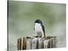 Resting Swallow-Jai Johnson-Stretched Canvas