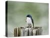 Resting Swallow-Jai Johnson-Stretched Canvas