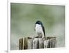 Resting Swallow-Jai Johnson-Framed Giclee Print