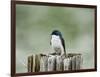 Resting Swallow-Jai Johnson-Framed Giclee Print