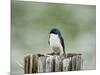 Resting Swallow-Jai Johnson-Mounted Giclee Print