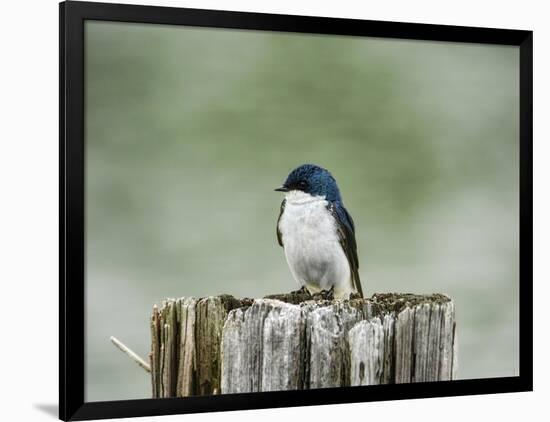 Resting Swallow-Jai Johnson-Framed Giclee Print