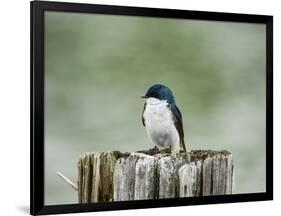 Resting Swallow-Jai Johnson-Framed Giclee Print