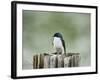 Resting Swallow-Jai Johnson-Framed Giclee Print