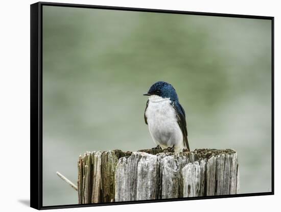 Resting Swallow-Jai Johnson-Framed Stretched Canvas