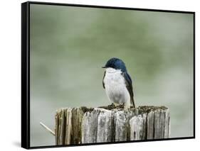 Resting Swallow-Jai Johnson-Framed Stretched Canvas