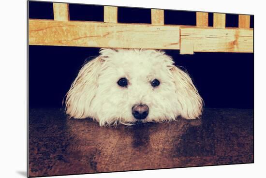 Resting under the Gate - Retro-SHS Photography-Mounted Photographic Print