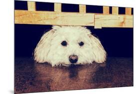 Resting under the Gate - Retro-SHS Photography-Mounted Photographic Print