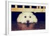 Resting under the Gate - Retro-SHS Photography-Framed Photographic Print