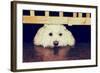 Resting under the Gate - Retro-SHS Photography-Framed Photographic Print