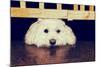 Resting under the Gate - Retro-SHS Photography-Mounted Photographic Print