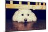 Resting under the Gate - Retro-SHS Photography-Mounted Photographic Print