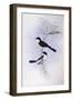 Restless Flycatcher (Myiagra Inquieta)-John Gould-Framed Giclee Print