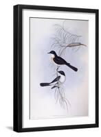 Restless Flycatcher (Myiagra Inquieta)-John Gould-Framed Giclee Print