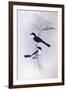 Restless Flycatcher (Myiagra Inquieta)-John Gould-Framed Giclee Print