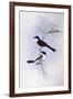 Restless Flycatcher (Myiagra Inquieta)-John Gould-Framed Giclee Print