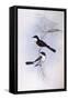 Restless Flycatcher (Myiagra Inquieta)-John Gould-Framed Stretched Canvas