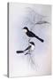 Restless Flycatcher (Myiagra Inquieta)-John Gould-Stretched Canvas
