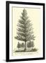 Restoration of Sphenophyllum, a Plant of the Coal Measures-null-Framed Giclee Print