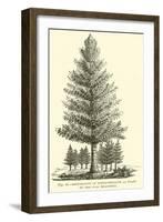 Restoration of Sphenophyllum, a Plant of the Coal Measures-null-Framed Giclee Print