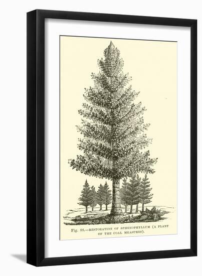 Restoration of Sphenophyllum, a Plant of the Coal Measures-null-Framed Giclee Print