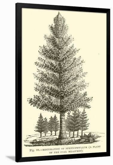 Restoration of Sphenophyllum, a Plant of the Coal Measures-null-Framed Giclee Print