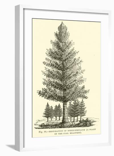 Restoration of Sphenophyllum, a Plant of the Coal Measures-null-Framed Giclee Print