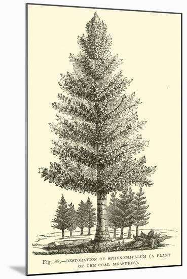 Restoration of Sphenophyllum, a Plant of the Coal Measures-null-Mounted Giclee Print