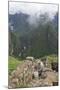 Restoration work at the Inca ruins of Machu Picchu, UNESCO World Heritage Site, Peru, South America-Julio Etchart-Mounted Photographic Print