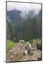 Restoration work at the Inca ruins of Machu Picchu, UNESCO World Heritage Site, Peru, South America-Julio Etchart-Mounted Photographic Print