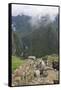 Restoration work at the Inca ruins of Machu Picchu, UNESCO World Heritage Site, Peru, South America-Julio Etchart-Framed Stretched Canvas