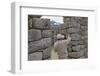 Restoration work at the Inca ruins of Machu Picchu, UNESCO World Heritage Site, Peru, South America-Julio Etchart-Framed Photographic Print