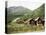 Restored Old Farm Buildings Near Loen, Olden, Norway, Scandinavia-Richard Ashworth-Stretched Canvas