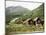 Restored Old Farm Buildings Near Loen, Olden, Norway, Scandinavia-Richard Ashworth-Mounted Photographic Print