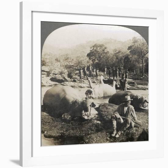 Result of a Morning's Hippopotamus Hunt on Mlembo River, Rhodesia, Africa, 1910-Keystone View Company-Framed Photographic Print