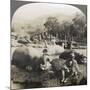 Result of a Morning's Hippopotamus Hunt on Mlembo River, Rhodesia, Africa, 1910-Keystone View Company-Mounted Photographic Print