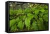 Resurrection Fern, Pleopeltis Polypodioides, Florida-Maresa Pryor-Framed Stretched Canvas