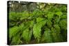 Resurrection Fern, Pleopeltis Polypodioides, Florida-Maresa Pryor-Stretched Canvas