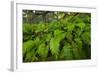 Resurrection Fern, Pleopeltis Polypodioides, Florida-Maresa Pryor-Framed Photographic Print