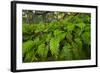 Resurrection Fern, Pleopeltis Polypodioides, Florida-Maresa Pryor-Framed Photographic Print