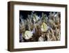 Reticulated Damselfish (Dascyllus Reticulatus)-Reinhard Dirscherl-Framed Photographic Print