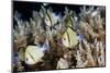 Reticulated Damselfish (Dascyllus Reticulatus)-Reinhard Dirscherl-Mounted Photographic Print