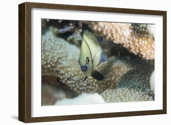 Reticulated Dascyllus (Dascyllus Reticulans), Queensland, Australia, Pacific-Louise Murray-Framed Photographic Print