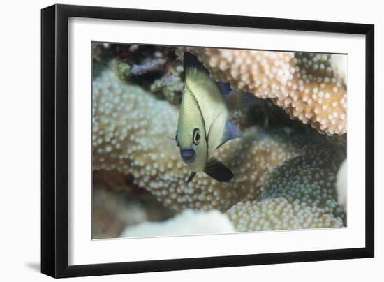 Reticulated Dascyllus (Dascyllus Reticulans), Queensland, Australia, Pacific-Louise Murray-Framed Photographic Print